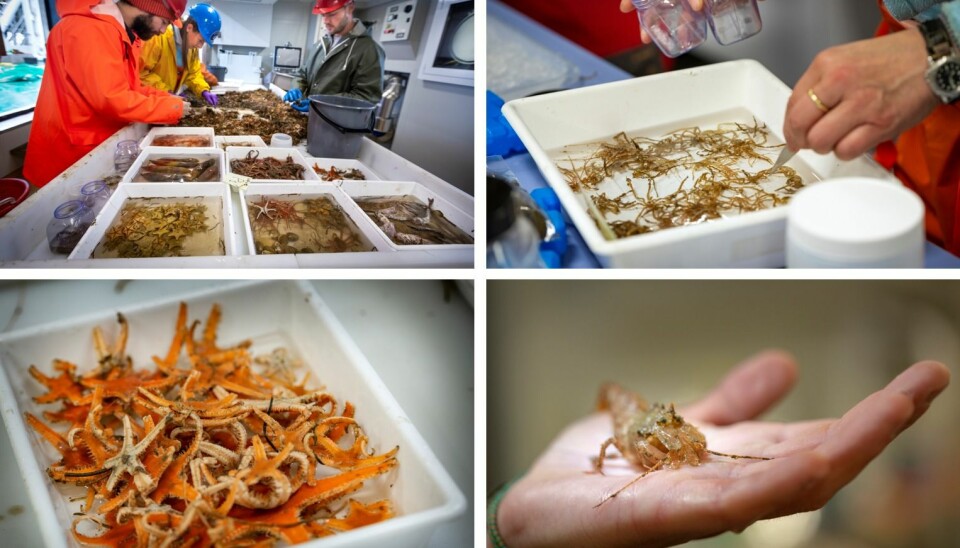 Sorting the catch of a bottom trawl according to species takes time but is the only way to get an understanding of how these animals survive the harsh Arctic conditions and how climatic changes may affect them.