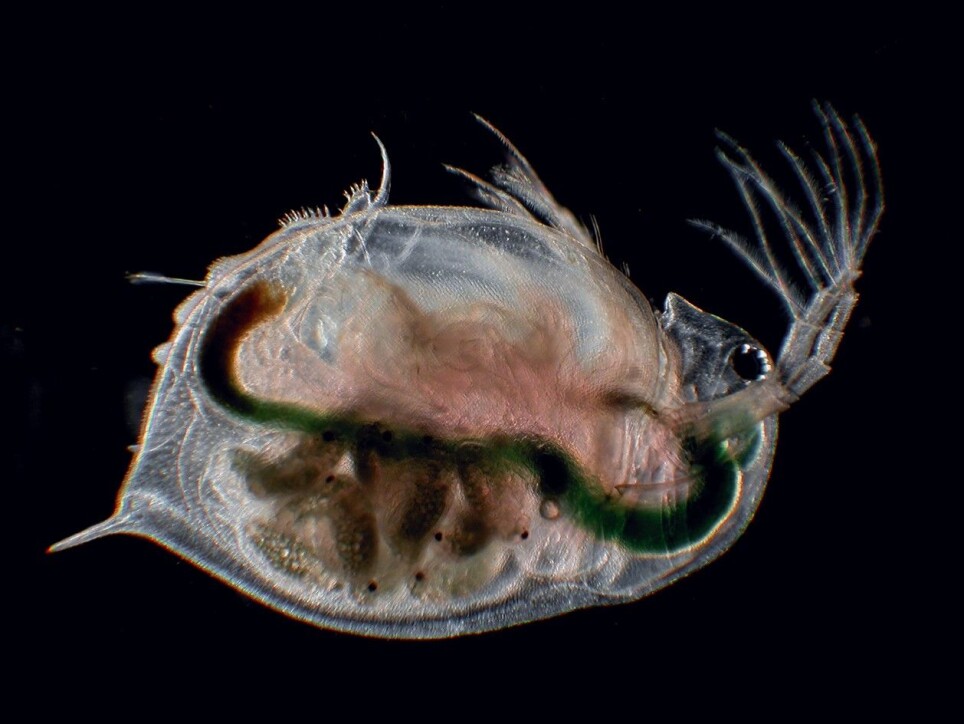 Darwin himself could not explain this. Recent studies have shown that just five individual Daphnia Magna water fleas are enough to keep the species going.