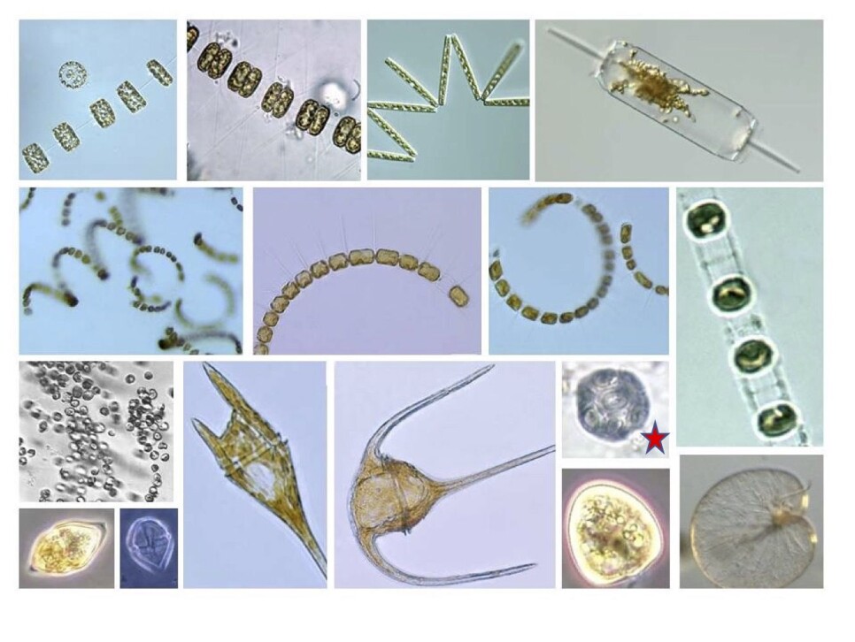 Figure 1: Arctic marine microalgae