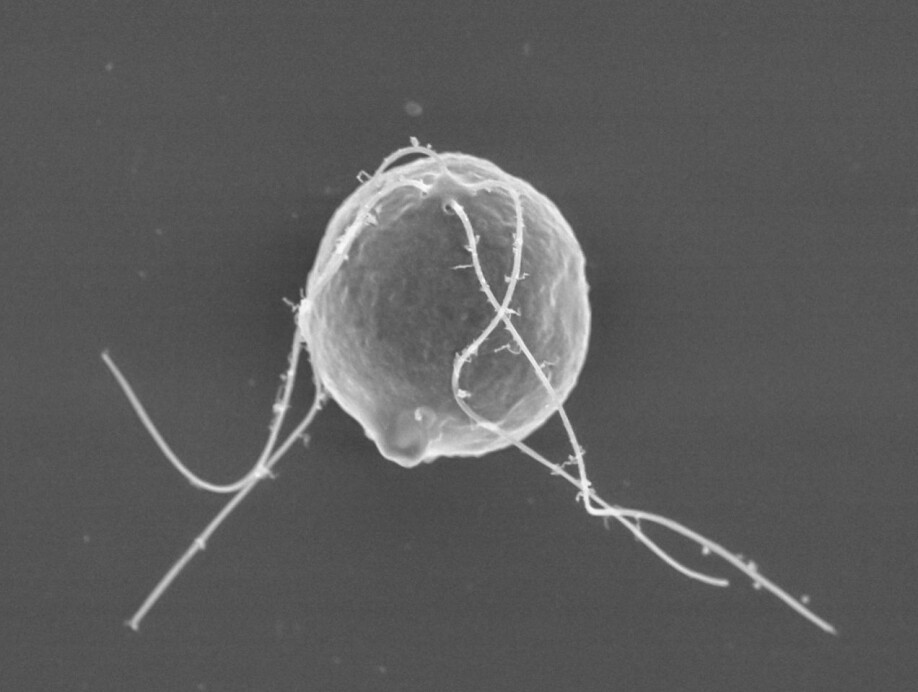 Figure 2: Some of these species are unknown, and Nansen Legacy scientists have already discovered species new to science. A new species of the green algae Carteria was collected from a melt pond on top of sea ice during a Nansen Legacy expedition.