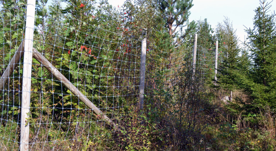 Fences protected vegetation plots from browsing to provide researchers with a basis for comparison.