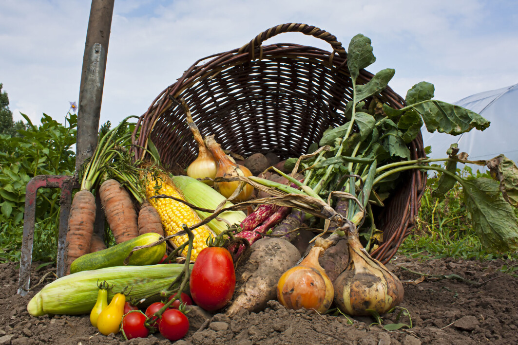 Vegetables are healthy, but are organic vegetables extra healthy? Vegetables are healthy, but are organic vegetables extra healthy?