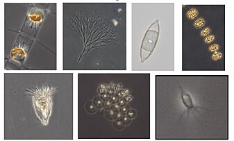 Phytoplankton (top row) are beautiful photosynthetic microorganisms that produce oxygen and organic carbon from CO2 and water. They are strong competitors of bacteria for limiting nutrients. So-called heterotrophic flagellates and ciliates (bottom row) are ferocious microbial predators of bacteria. Photos taken on board by Wencke Eikrem (NIVA) using a light microscope. Phytoplankton (top row) are beautiful photosynthetic microorganisms that produce oxygen and organic carbon from CO2 and water. They are strong competitors of bacteria for limiting nutrients. So-called heterotrophic flagellates and ciliates (bottom row) are ferocious microbial predators of bacteria. Photos taken on board by Wencke Eikrem (NIVA) using a light microscope.
