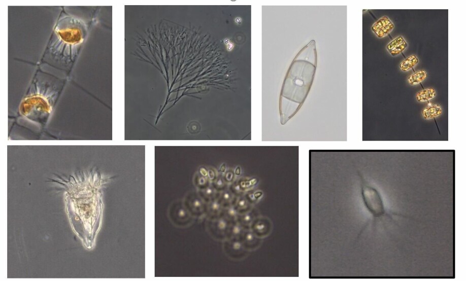 Phytoplankton (top row) are beautiful photosynthetic microorganisms that produce oxygen and organic carbon from CO2 and water. They are strong competitors of bacteria for limiting nutrients. So-called heterotrophic flagellates and ciliates (bottom row) are ferocious microbial predators of bacteria. Photos taken on board by Wencke Eikrem (NIVA) using a light microscope.
