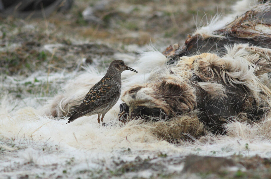 Bird on a carcass: The picture shows a purple sandpiper visiting a carcass to eat insects (mostly larvae, but also adult insects). A carcass can provide good access to nutrition (gourmet meal) during a short and hectic season for birds nesting in the Arctic tundra.
