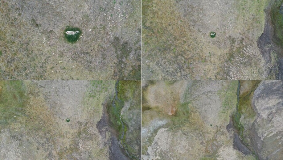 Drone pictures: The picture is taken by a drone at heights of 10 to 100 meters above the ground with an ordinary camera. The picture gives a good illustration of the vegetation surrounding the carcass.