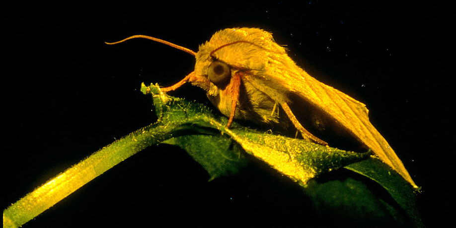 The researchers examined the cotton bollworm, Helicoverpa armigera.