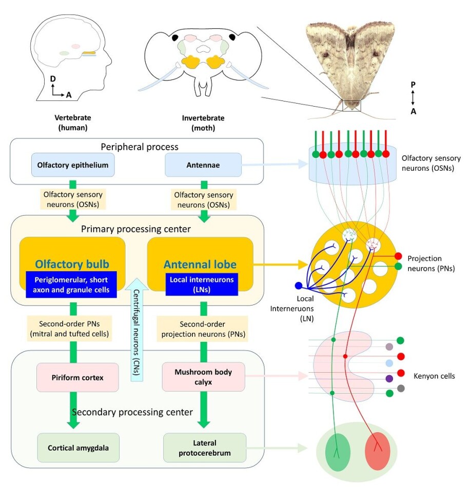The sense of smell. The illustration shows how odor signals are processed in humans and moths. (Click on the image for a larger version.)