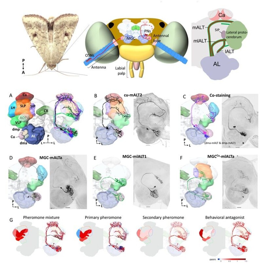 Different pheromones that affect different parts of the brain. (Click on the image for a larger version.)