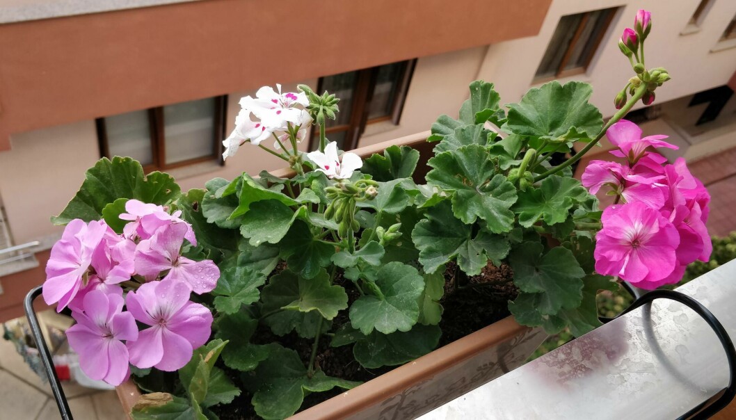 Geraniums exude fragrant aromas reminiscent of citrus fruits or roses and create feelings of peace and tranquillity, according to researchers. Geraniums exude fragrant aromas reminiscent of citrus fruits or roses and create feelings of peace and tranquillity, according to researchers.