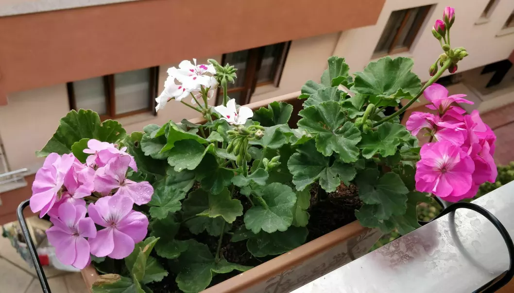 Geraniums exude fragrant aromas reminiscent of citrus fruits or roses and create feelings of peace and tranquillity, according to researchers.