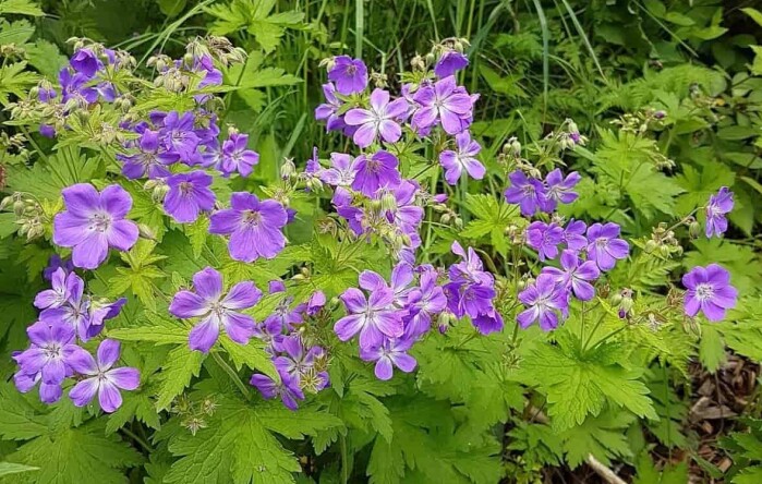 Wood cranesbill is one of the most common wild-growing species of geranium in Norway. Wood cranesbill is one of the most common wild-growing species of geranium in Norway.