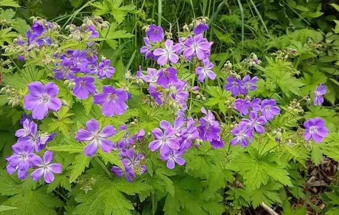 Wood cranesbill is one of the most common wild-growing species of geranium in Norway.