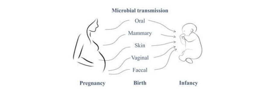 “Mother-to-child microbial transmission plays a central role in the gut colonisation process, with the maternal microbiome being the main source of the infant’s gut bacteria,” Veronika Kuchařová Pettersen said.