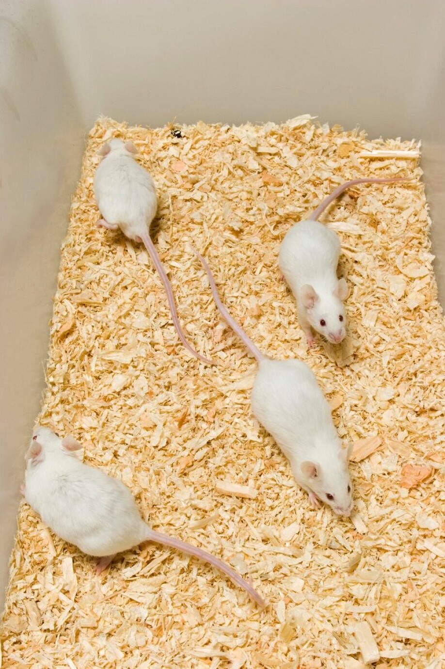 The researchers exposed laboratory mice to PFAS, and it also affected them.