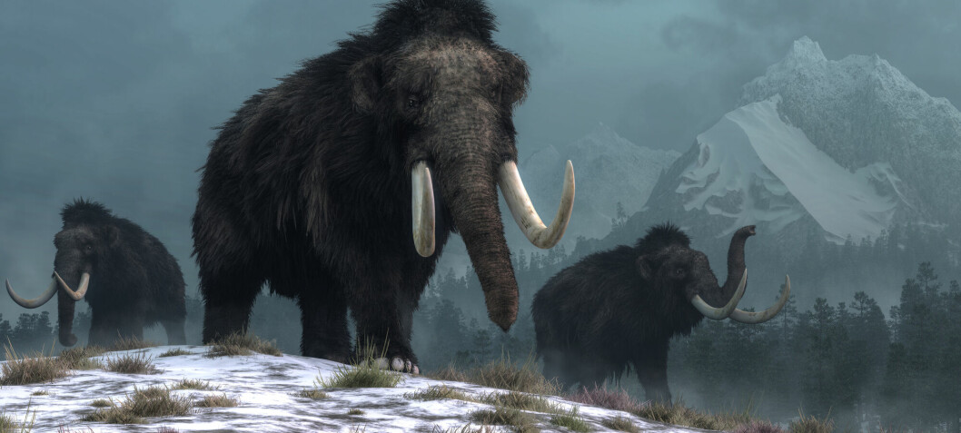 Mammoths and other large animals survived in the north much longer than previously believed