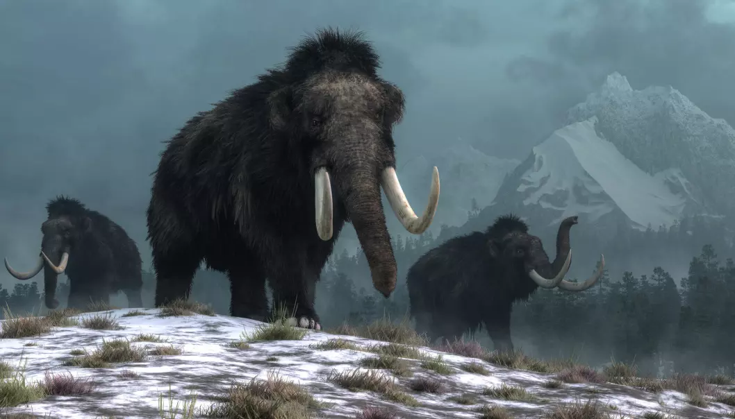 Mammoths survived in north-eastern Siberia up to 7,300 years ago, and on the Taimyr Peninsula as late as 3,900 years ago, a new DNA study shows.