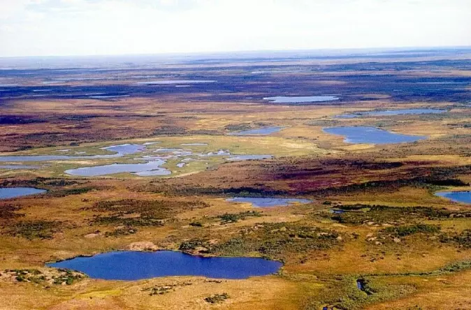 Tundra vegetation in Taimyr today.