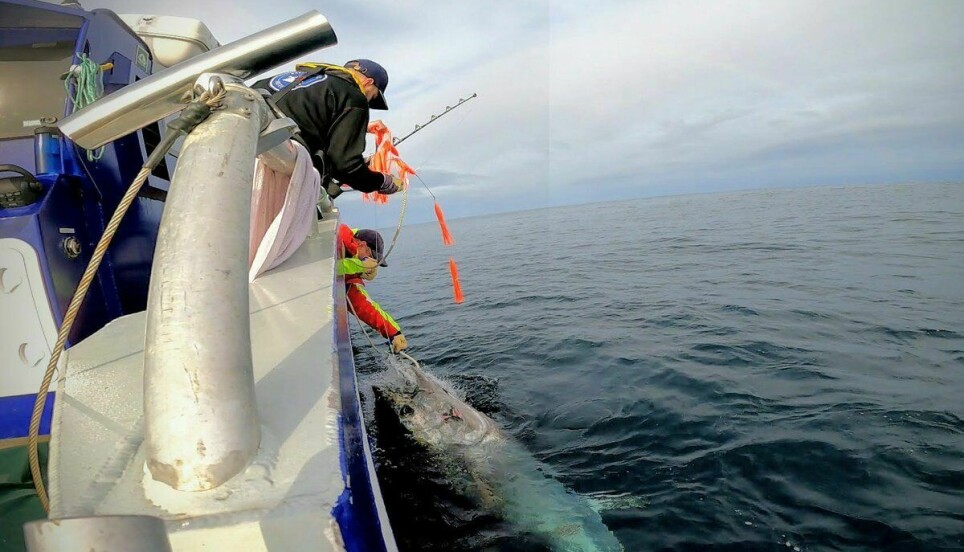 Recently, researchers at the Norwegian Institute of Marine Research found an Atlantic bluefin tuna they had tagged with a satellite transmitter a year ago. Now they know where it has been travelling for the past year. Here, Martin Wiech and Keno Ferter pull a tuna on board the boat for tagging.