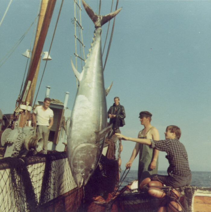 Mackerel catch along the Norwegian coast in the summer of 1971. Mackerel catch along the Norwegian coast in the summer of 1971.