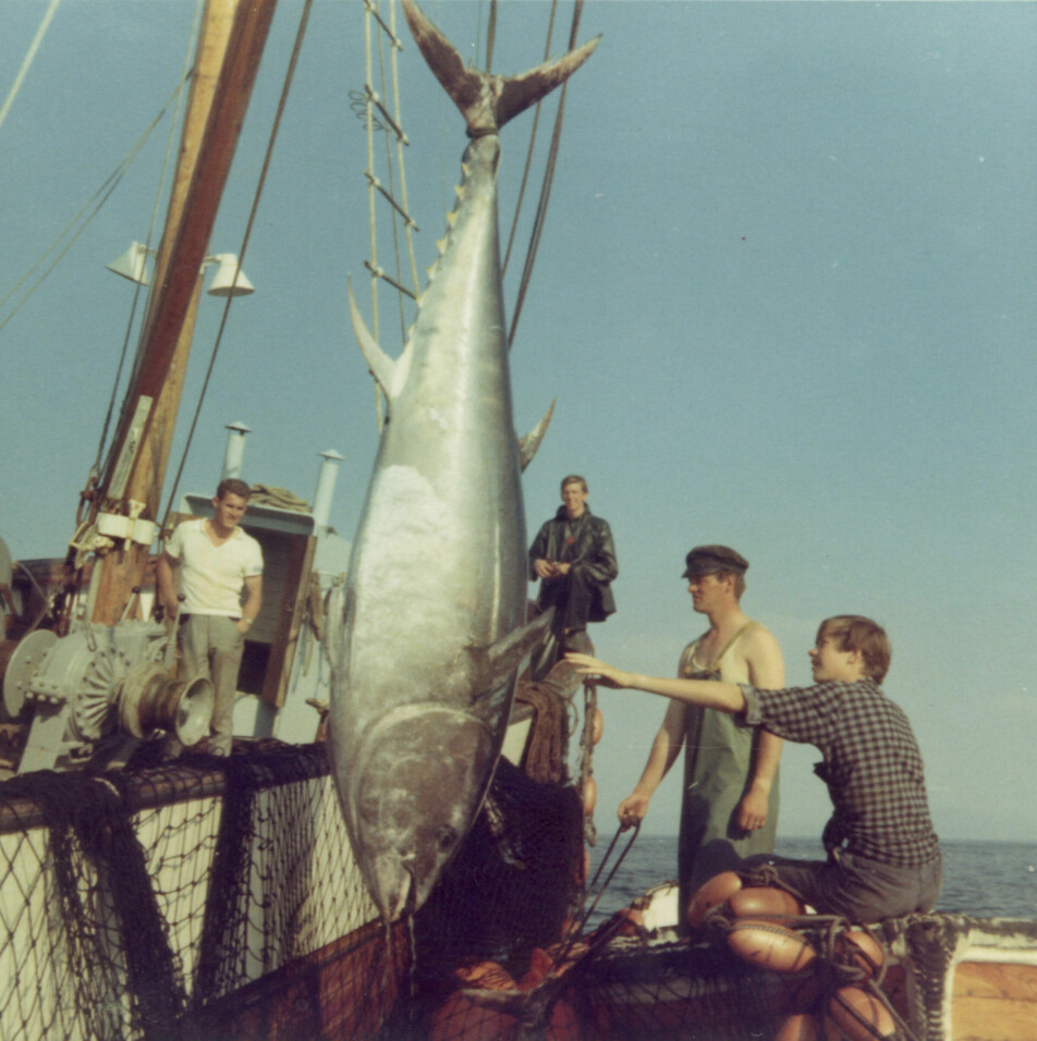 Mackerel catch along the Norwegian coast in the summer of 1971.