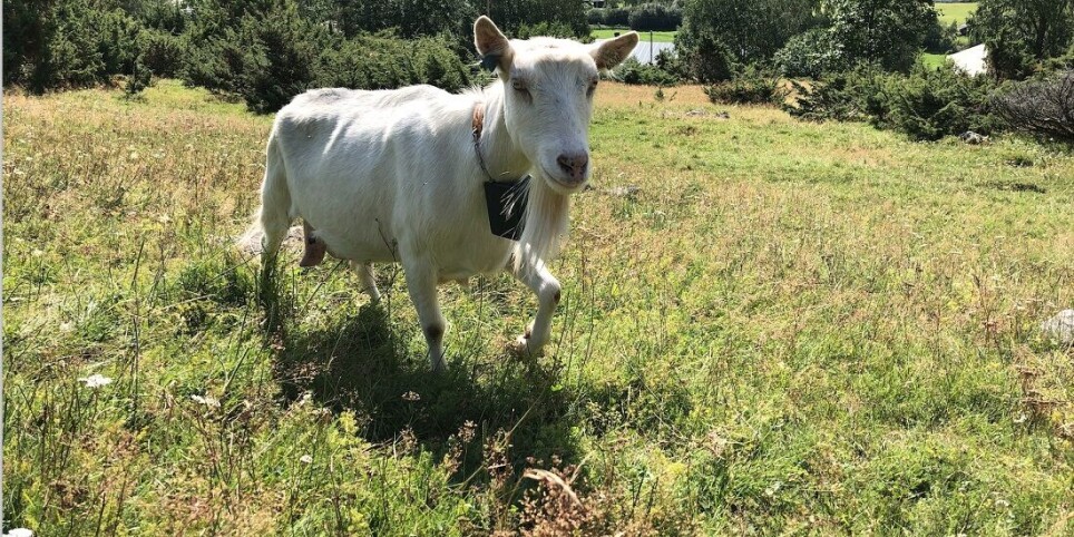 The collar’s GPS unit is part of a new pasturing system that allows goats to roam free of physical fencing.