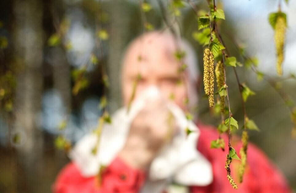 Raskere og mer nøyaktige metoder for å identifisere pollen kan være kjærkomment for alle som strever med pollenallergi.