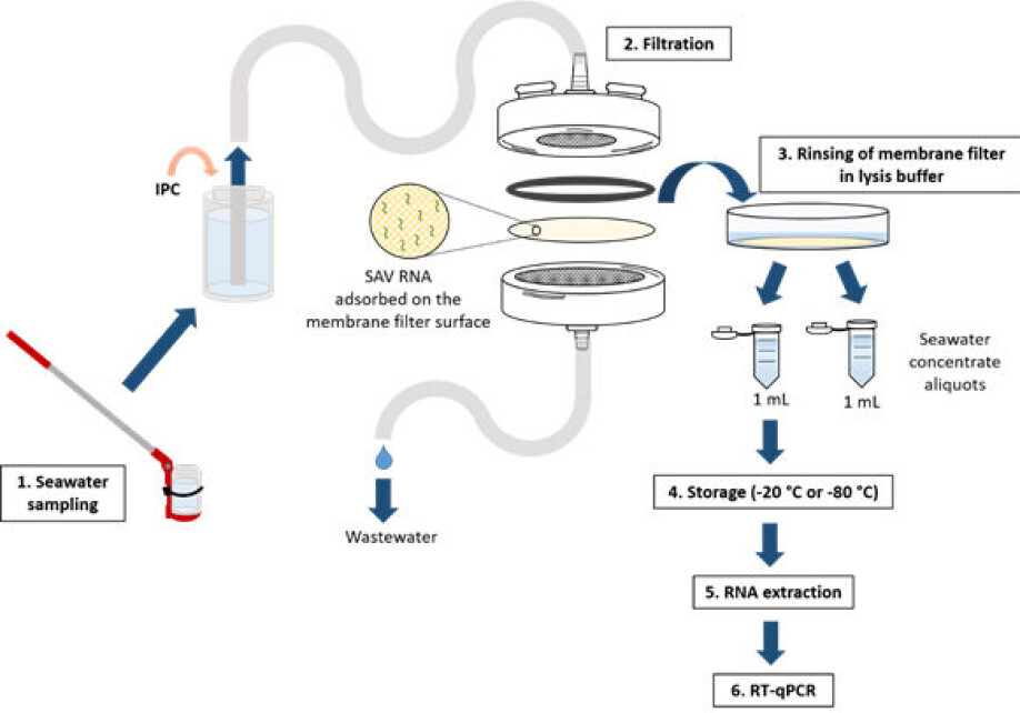 Figure. The illustration shows the step-by-step approach of the water filtration method used in the more comprehensive field study; from extraction to analysis of 1 L seawater sample. Abbreviation: IPC = Internal process control, which consisted of another known virus that was used to get an overview of the methodology's performance.