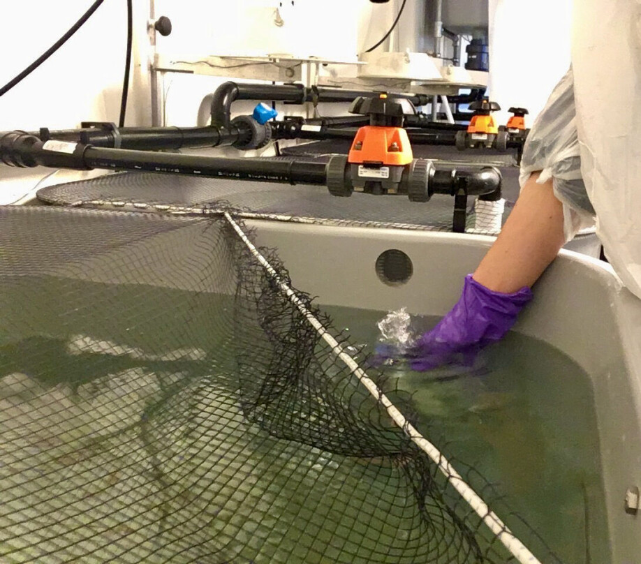 In the challenge study, the water samples were collected from the top layer in each tank.