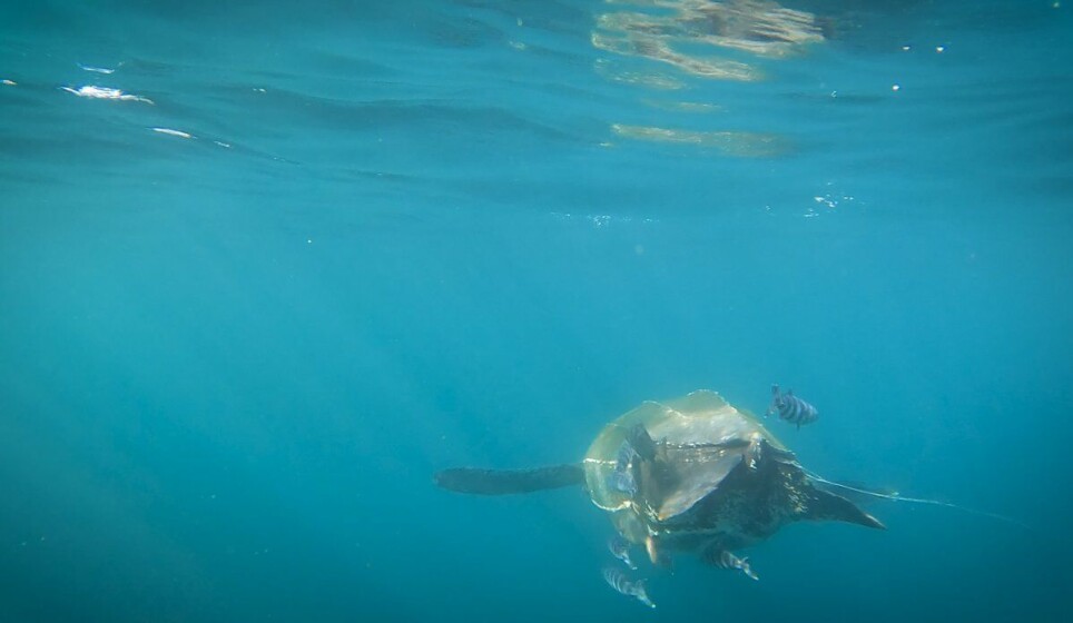 The leatherback sea turtle with its accompanying pilotfish and barrel fish.