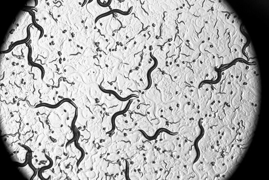 Caenorhabditis elegans have a life cycle of only two to three weeks, which makes them perfect for studying ageing.