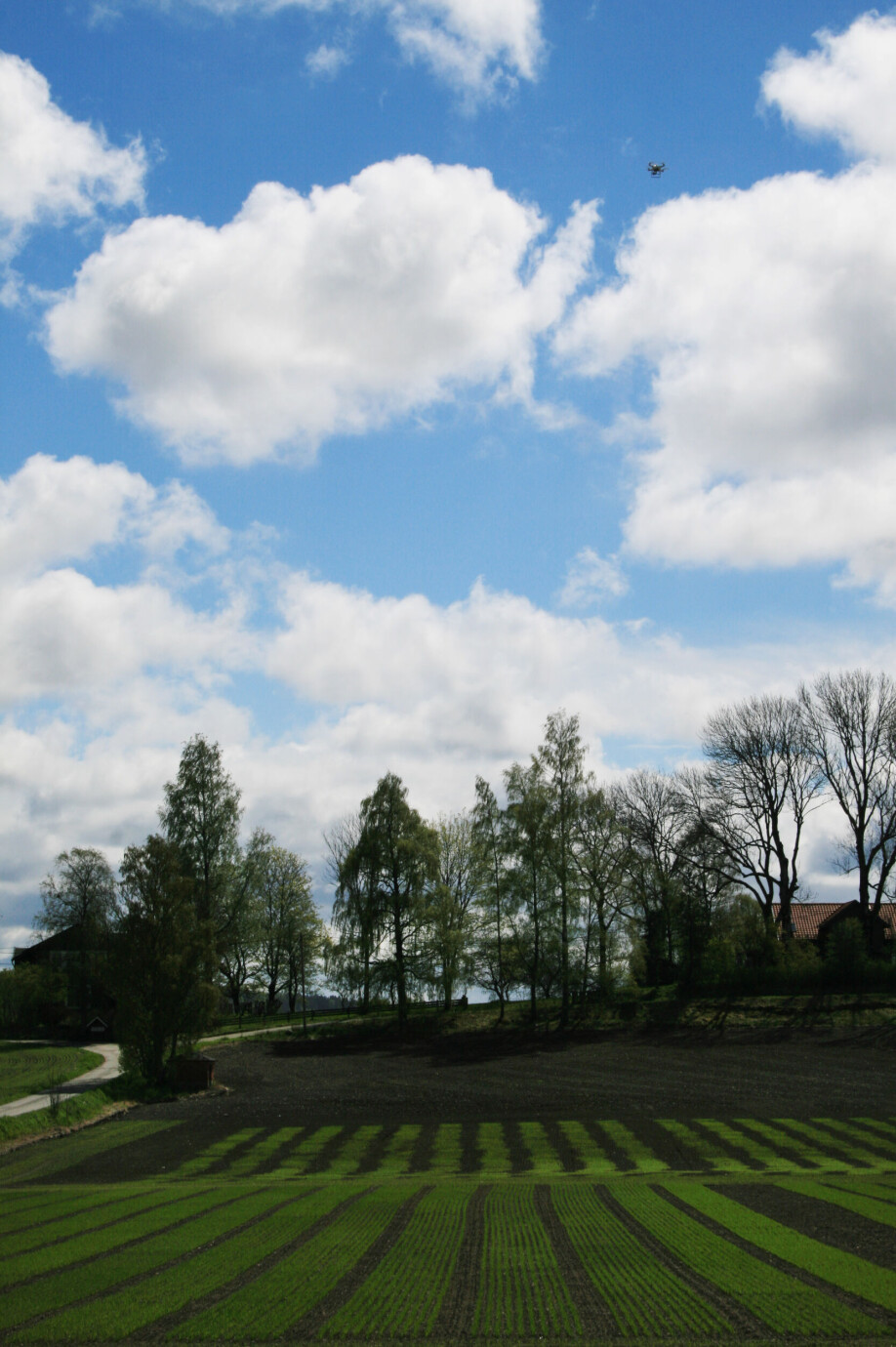 20 meters above the experimental fields, the drone looks like a bird against the sky.