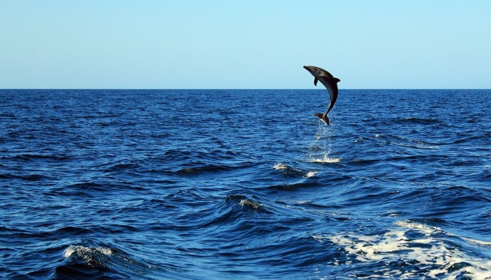 In the wild, the common Bottlenose Dolphin (Tursiops Truncatus) is found in a broad belt both north and south of the equator.