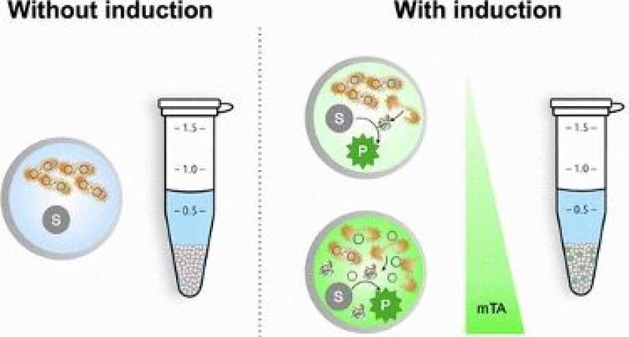 The lysis-on-demand system can control how many cells are broken open.