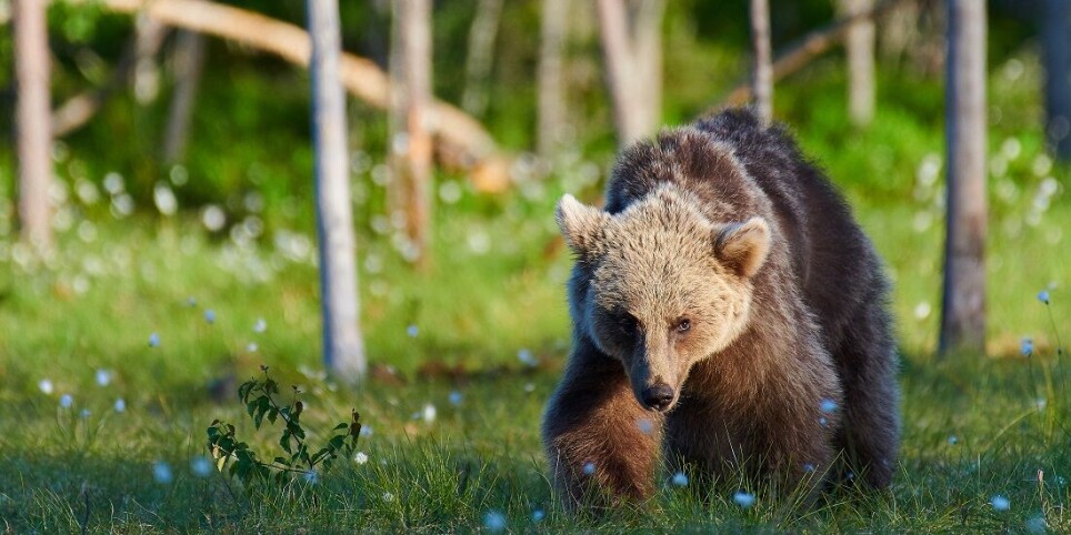 It might seem difficult to measure the value of nature. But researchers in Norway are taking on the task.