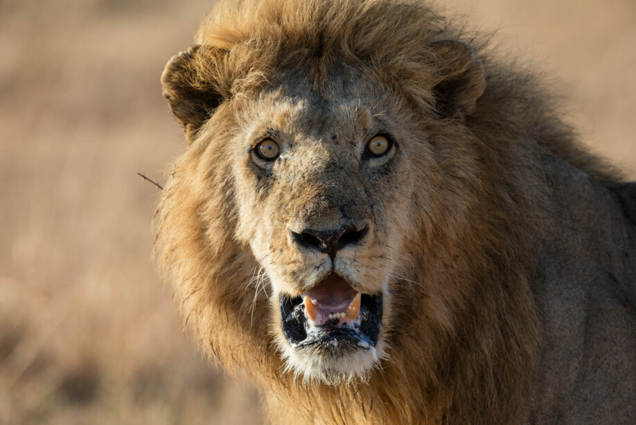 We won’t save wild lions by stopping climate change.