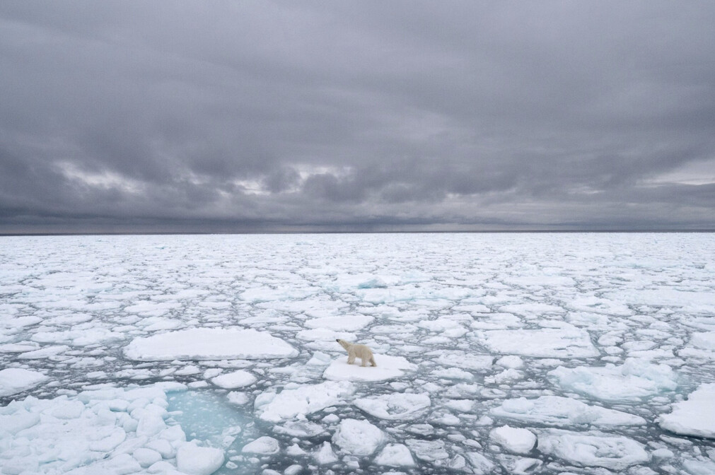 An ice-free summer in the Arctic will lead to major upheavals for the animals that live there. An ice-free summer in the Arctic will lead to major upheavals for the animals that live there.