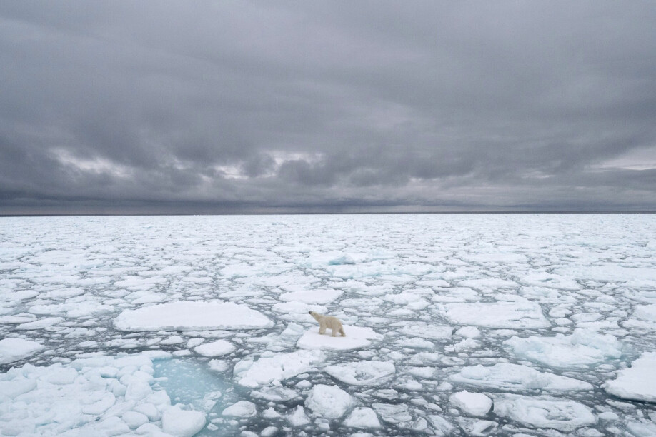 An ice-free summer in the Arctic will lead to major upheavals for the animals that live there.