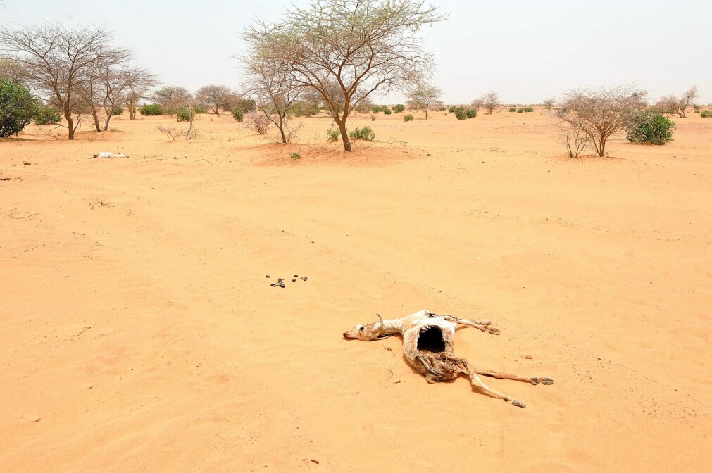 The Sahel region is often hit by drought and famine. In 2018, 1.3 million children across the six countries in the Sahel needed to be treated for acute malnutrition, according to Unicef. The Sahel region is often hit by drought and famine. In 2018, 1.3 million children across the six countries in the Sahel needed to be treated for acute malnutrition, according to Unicef.
