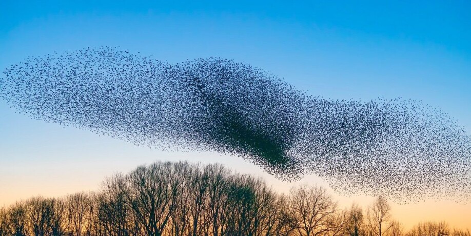 A flock of starlings. Here there is order in the chaos, if we can find the central organizing idea that creates the order.