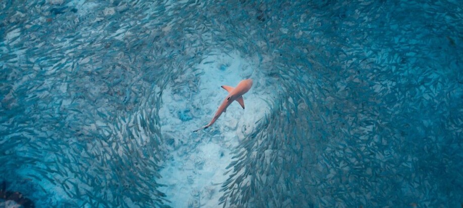 A blacktip reef shark hunting in a school of fish. At the core of the apparent chaos in the school, there is also order.