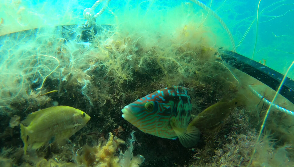 Underwater image of corkwring wrasse.