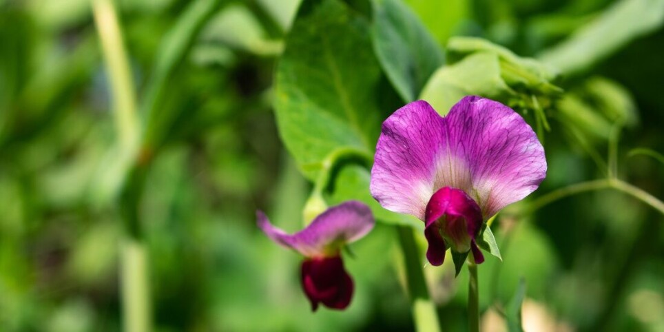 The research group looked at, among other things, how peas can withstand drought.