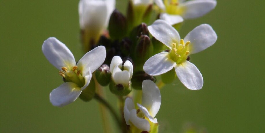 Spring shrub flower has properties that make it act like a common plant in experiments.
