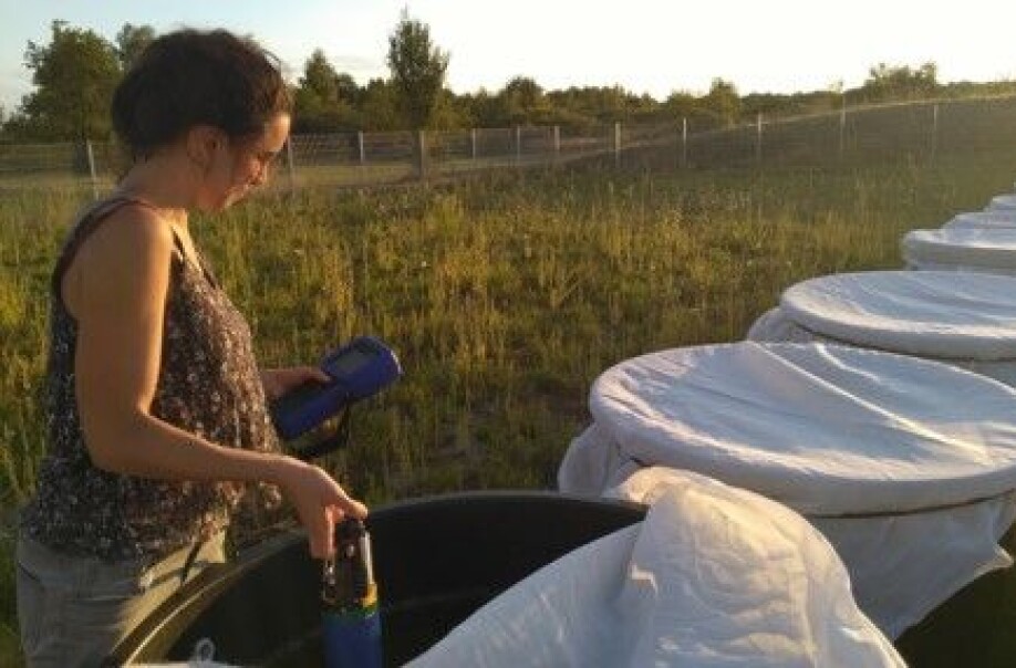 Julia Dupeu measuring algae biomass in the outdoor ponds.