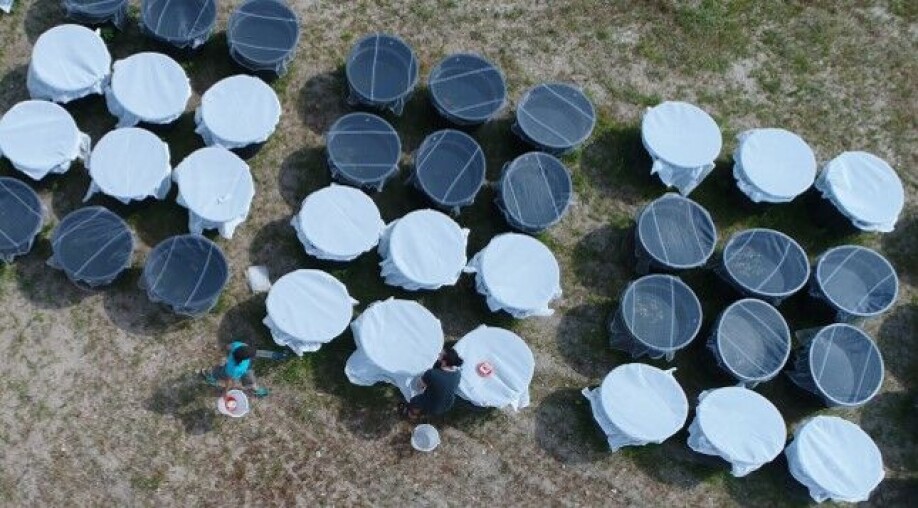 Experimental ponds where medaka were maintained in semi-natural conditions. These ponds are located at the Centre for Experimental and Predictive Ecology, CEREEP-Ecotron IleDeFrance.