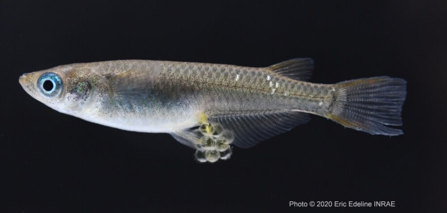 Medaka female (Oryzias latipes) carrying eggs.