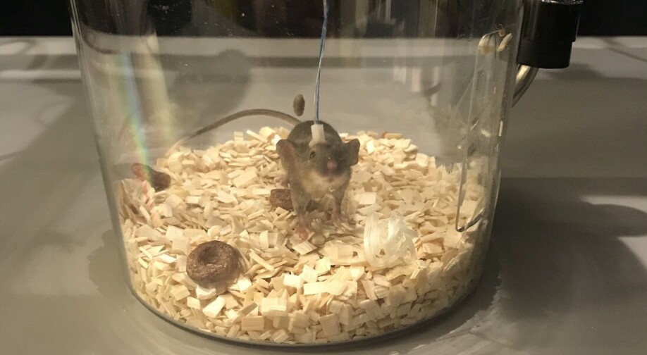 Preclinical studies are carried out in advance of human studies. Various animals are used in experiments, with mice and rats being the most common.