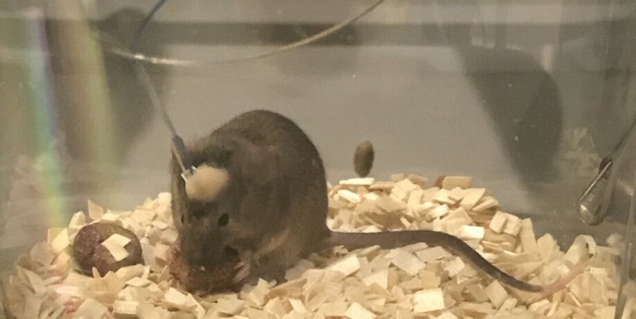 Results from the experiments on mice are viable to be used when trying to understand the course of disease in humans.