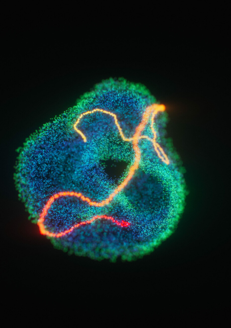 A torus, or doughnut shape, emerged from all the grid cell data the researchers collected and analysed.